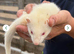 Jill ferret
