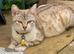 Fluffy bengals