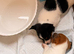 Stunning jack Russell puppies