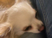Stunning Long Haired Chihuahua Puppies For Sale