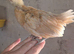 13 Unsexed Polish Chicks