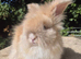 Stunning pedigree angora bunnies- imported parents