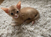 Abyssinian kittens
