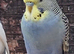 Young Budgies for sale