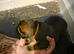 Dogue de bordeaux mix