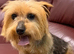 Yorkshire Terrier Dog