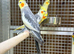 Cocktails parrot