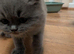 kittens for sale