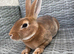 Ready to leave-Pure bred mini Rex