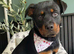 Female Rottweiler For Rehoming