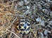 Indian star tortoise babies CB 2025