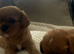 Kennel Club registered ruby Cavalier King Charles spaniel BOY puppies available. Parents both health tested.