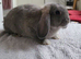 Mini lop