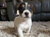 Beautiful Sealyham terrier x Jackrussell puppies