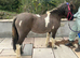 Dunn and white pony 3 years old