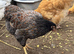 Breeding trio of Blue Laced Red Wyandotte chickens (1 male + 2 female)