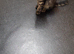 Norwegian forest Turkish agara in need of a New home
