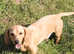 Introducing Rudy: The Perfect Stud Dog for Your Dachshund!