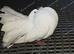 Lovely breeding pair of Fantails