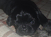 Imperial Shih Tzu Puppies (Boys)