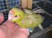Baby Kakarikis