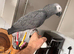 African grey Pirates for sale