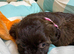 Unique little puppies