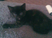 Little girl kitten