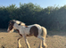 Red and white colt foal