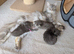Pure Maine Coon Kittens