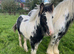 Stunning Cob Colt