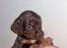 Beautiful cockapoo puppies