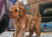 UNO F1 CAVAPOO DNA TESTED PARENTS
