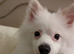 Beautiful male Pomeranian