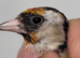 Mutation British Birds (Goldfinch, Redpoll & Siskins)