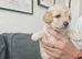 Cavapoochon puppies