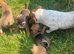 Jug puppies