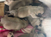 4 beautiful female pugs ready for new homes end of October