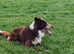 Border collie Red/white STUD