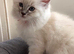1 xBlue Lynx & Blue Point Kittens