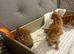 Part maincoon ginger Kittens
