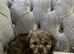 Bichon Shih Tzu Puppies Available