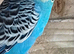Breeding pair of budgies