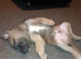 Belgian malinois x german Shepherd puppie last one