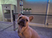 French bulldog pups (kc reg )