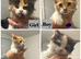 4 fur baby’s looking for there new homes