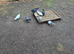 Beautiful Turkish Takla Pigeons – Pairs & Singles