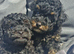 Tiny toy poodle female puppy. Health tested parents