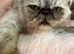 Exotic persian