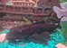 Pleco two